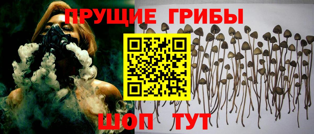 Псилоцибиновые грибы GOLDEN TEACHER Тимашёвск